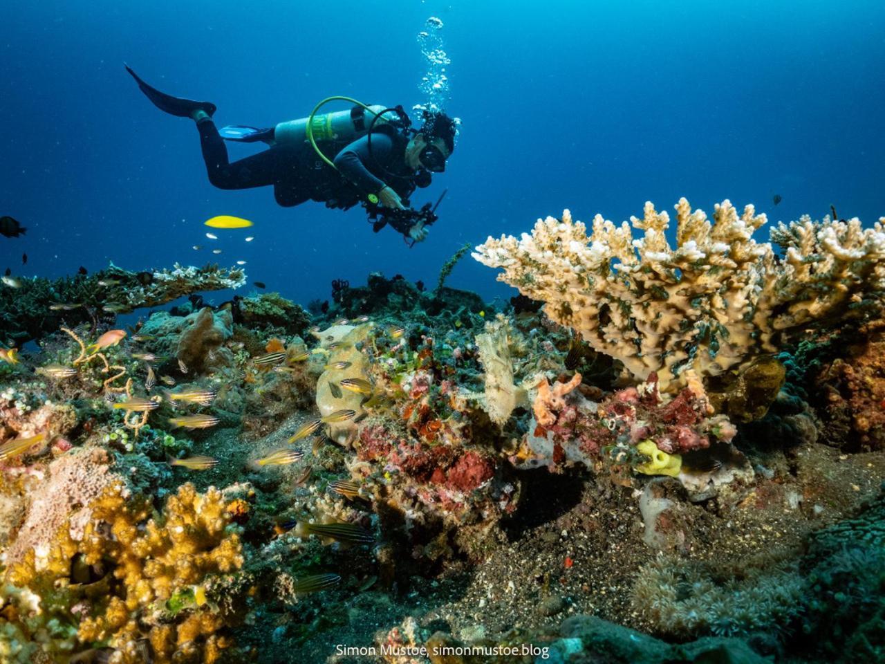 Teluk Karang Dive & Spa Resort Tejakula Kültér fotó