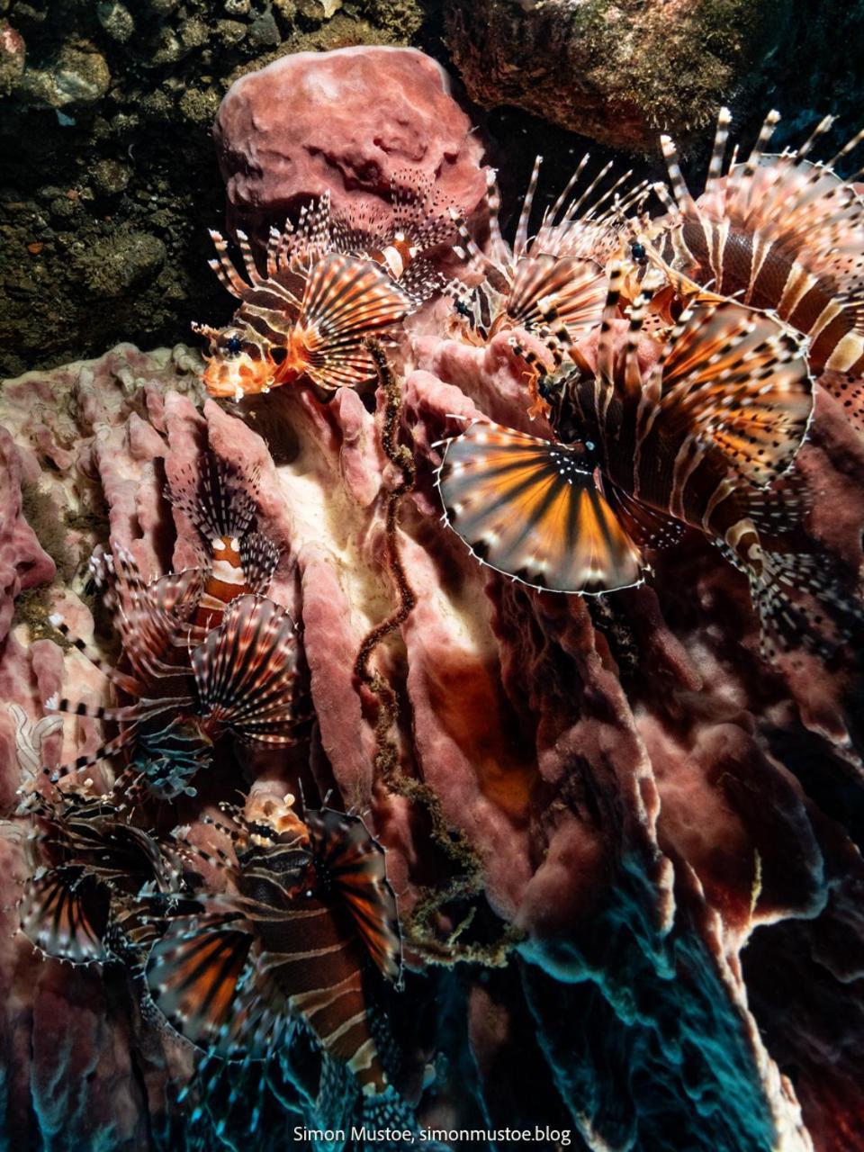 Teluk Karang Dive & Spa Resort Tejakula Kültér fotó