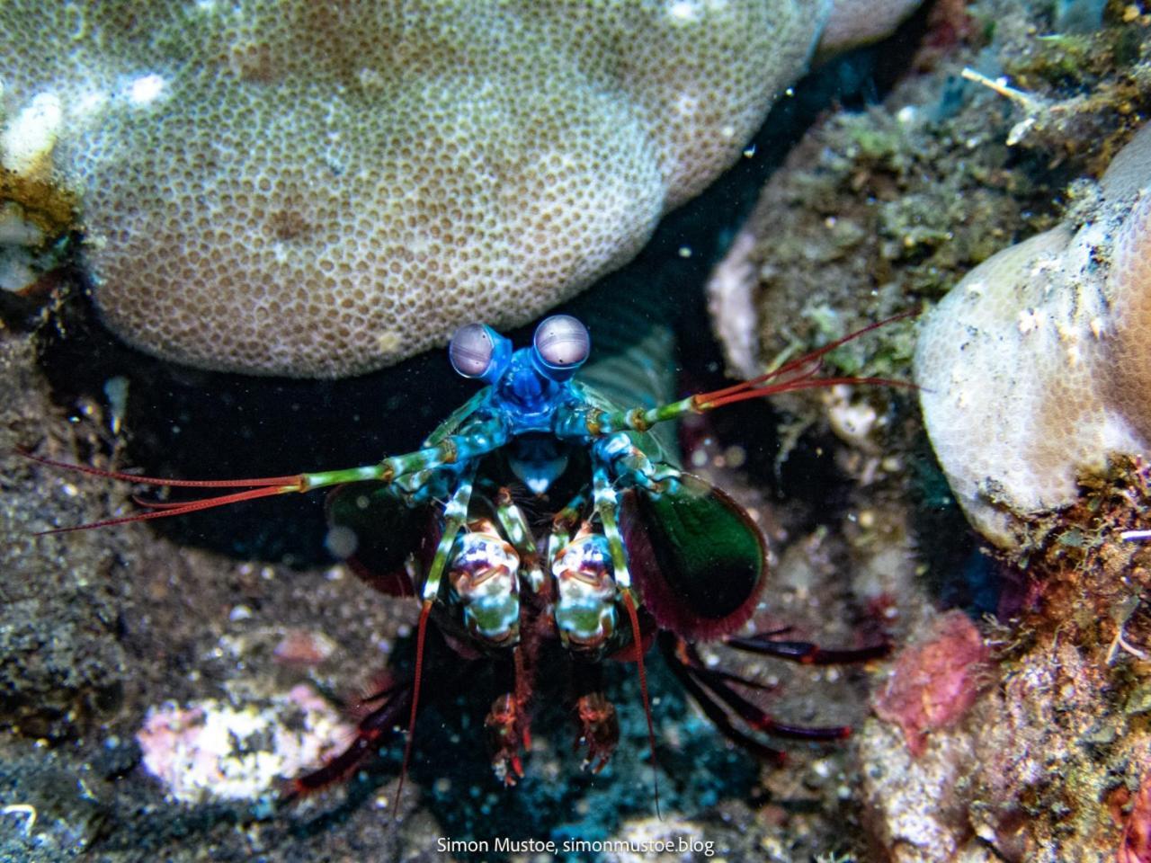 Teluk Karang Dive & Spa Resort Tejakula Kültér fotó