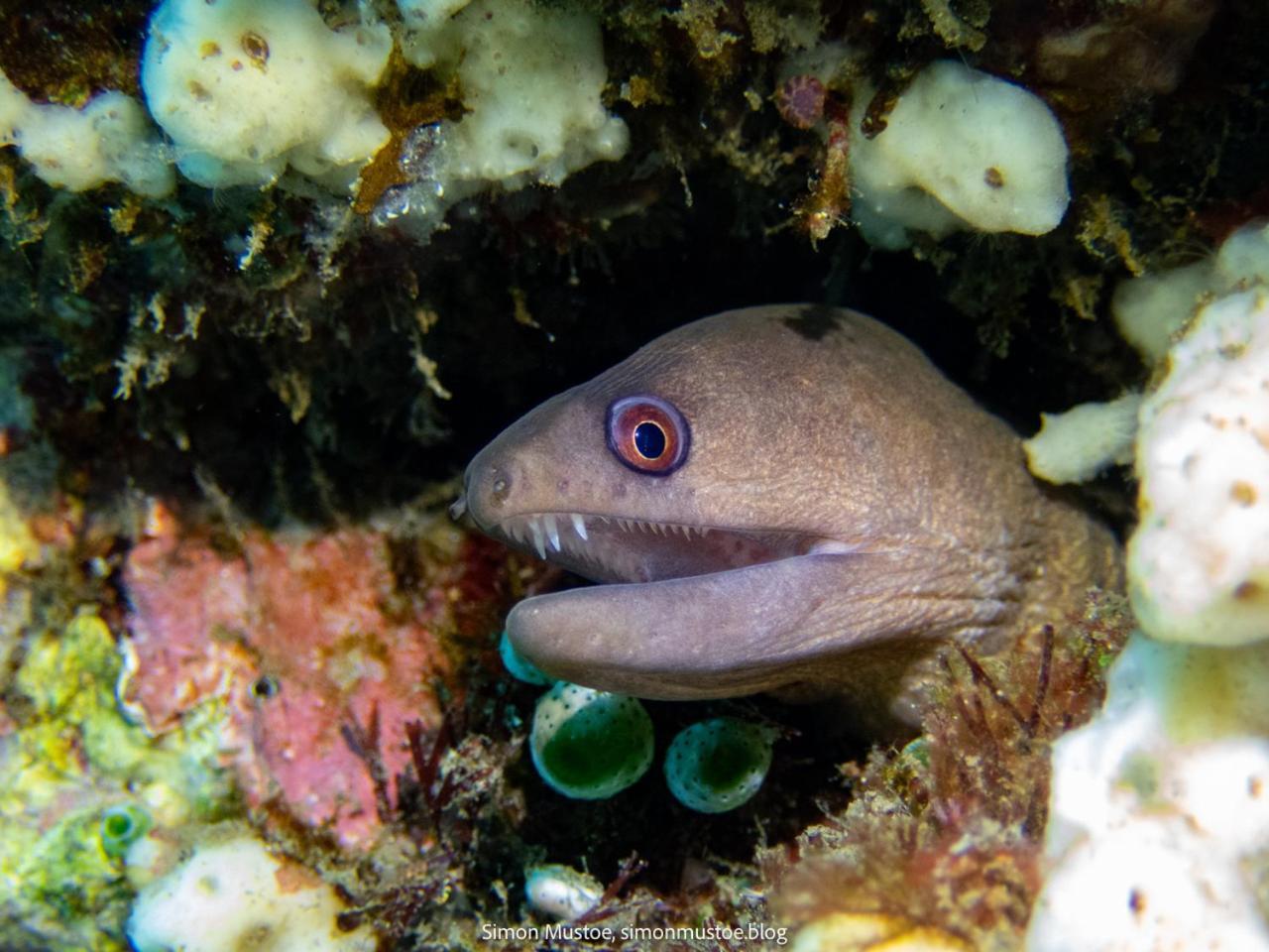 Teluk Karang Dive & Spa Resort Tejakula Kültér fotó