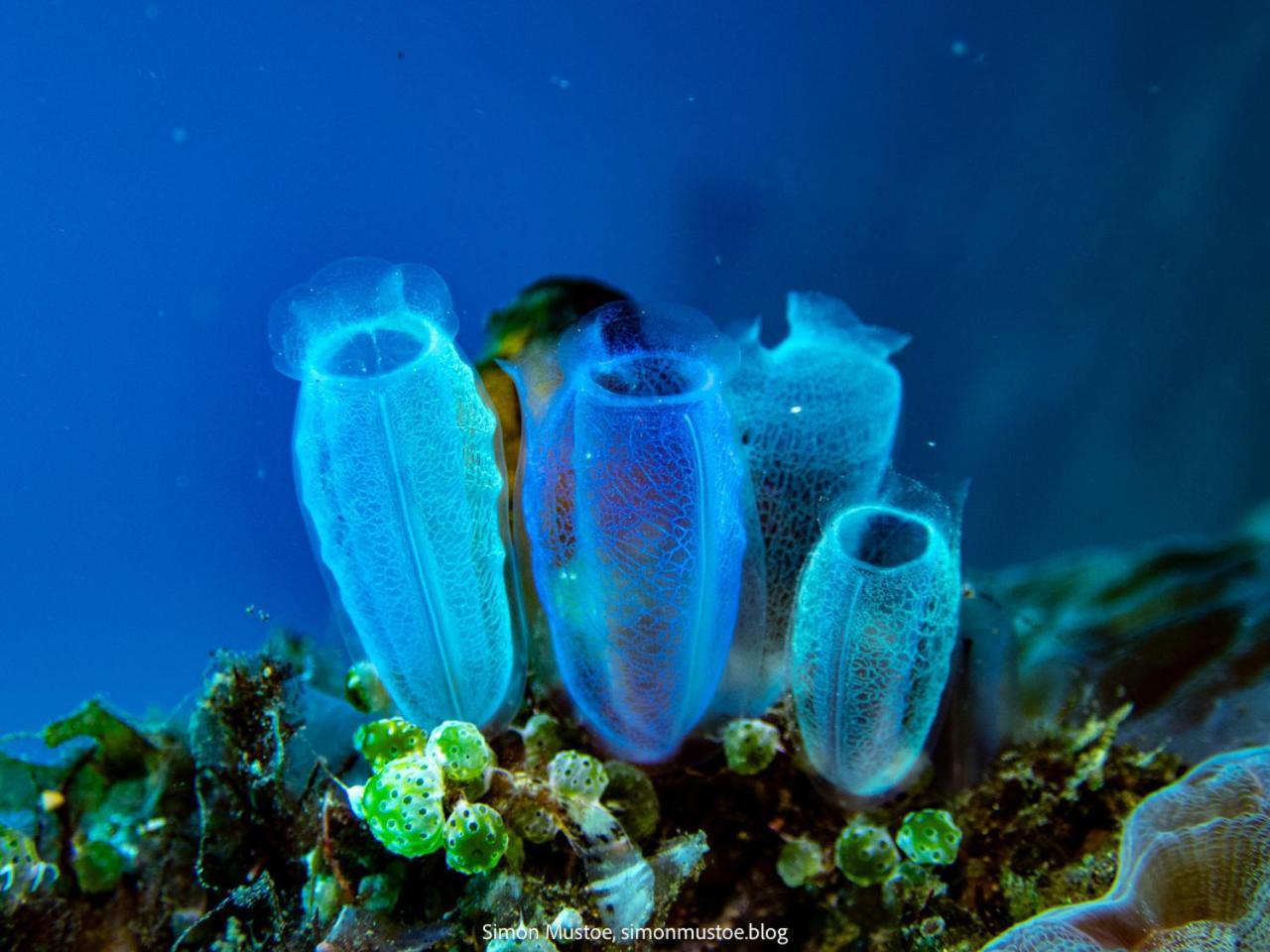 Teluk Karang Dive & Spa Resort Tejakula Kültér fotó