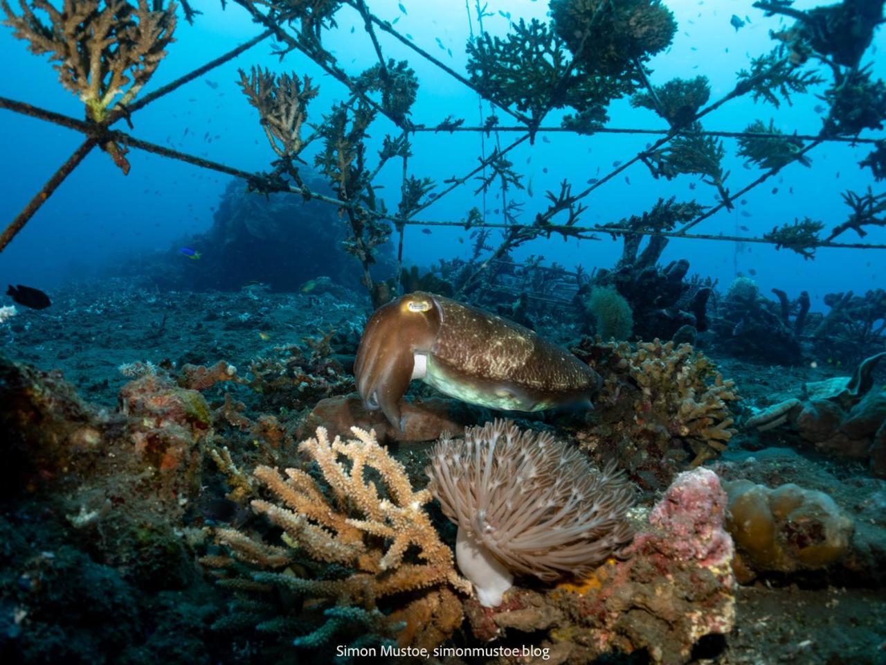 Teluk Karang Dive & Spa Resort Tejakula Kültér fotó