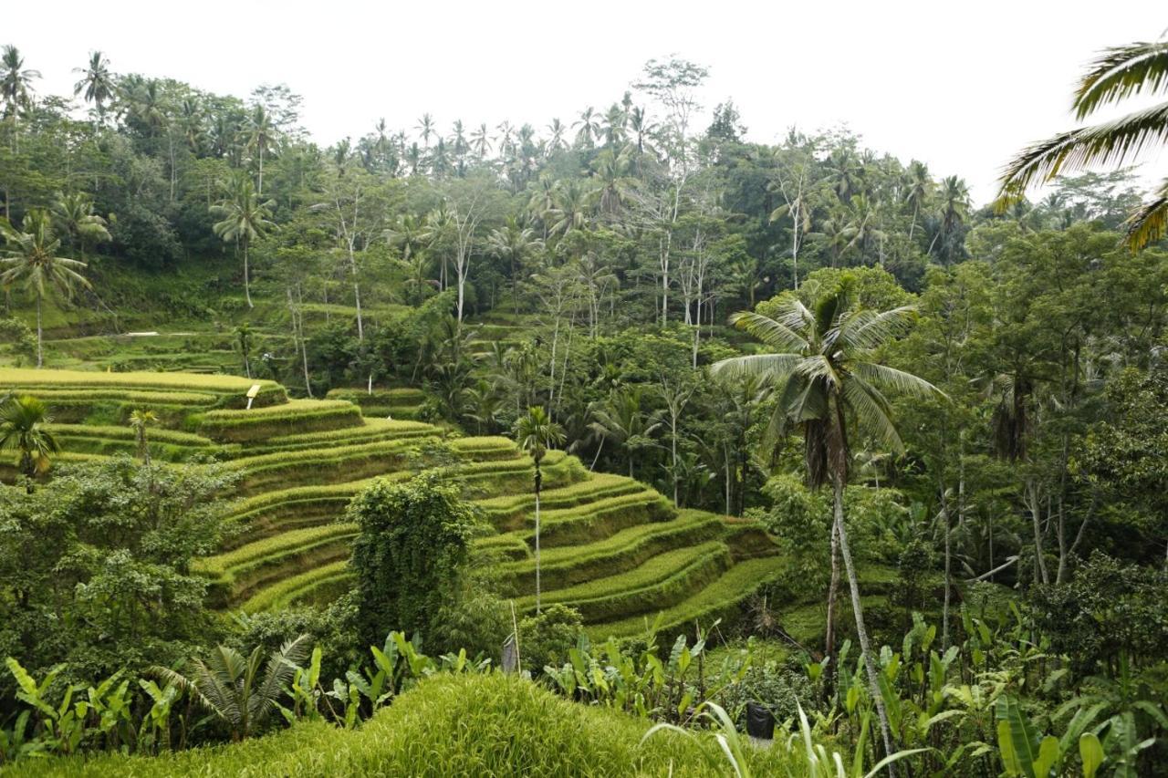 Teluk Karang Dive & Spa Resort Tejakula Kültér fotó